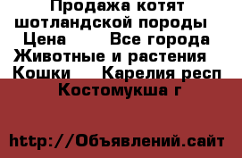 Продажа котят шотландской породы › Цена ­ - - Все города Животные и растения » Кошки   . Карелия респ.,Костомукша г.